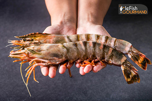 Enormes gambas pour darnes rôties avec une sauce aux cèpes lefishgourmand